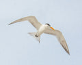A Tern in Flight Print