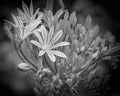 Black And White Flower Print