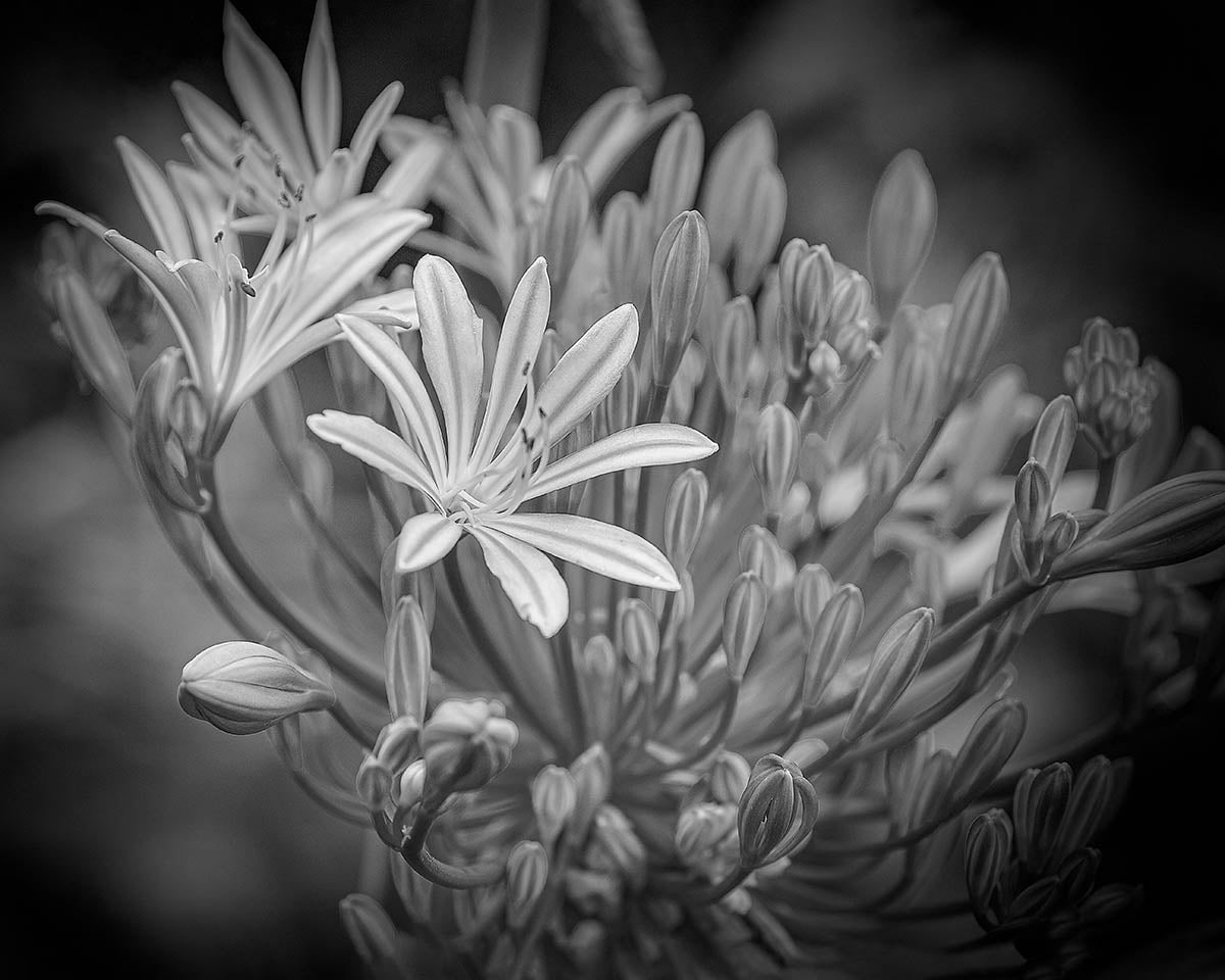 Black And White Flower Print