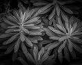 Back And White Plants Print
