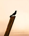 Black Birds Singing  Print