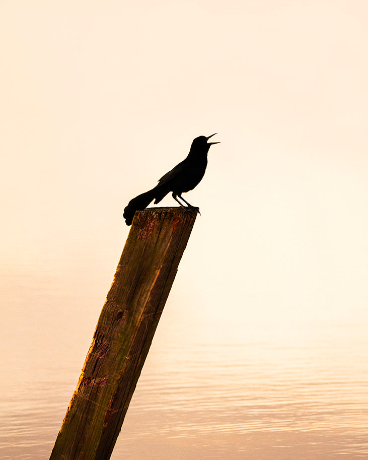 Black Birds Singing  Print