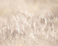 Calming Field Print