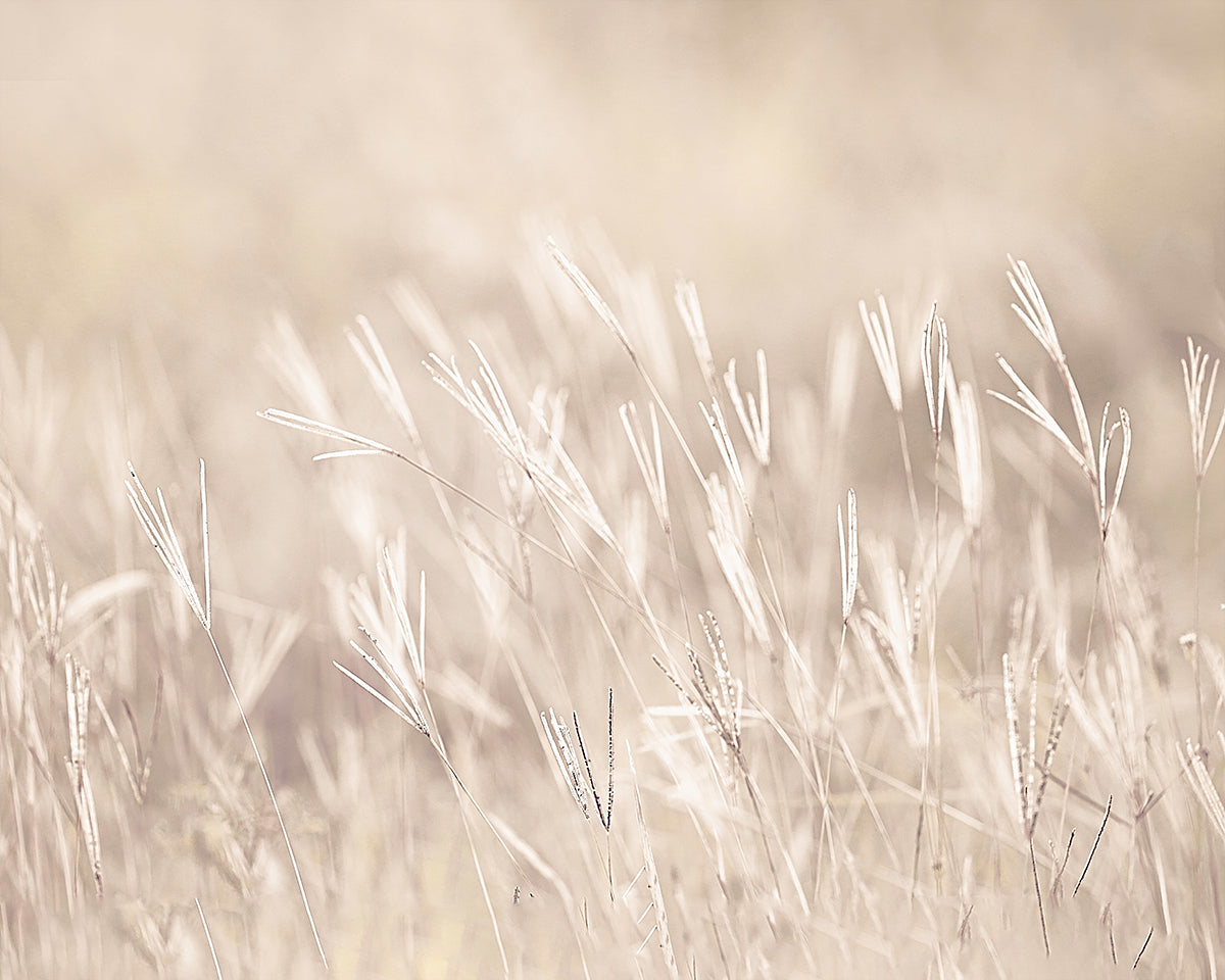 Calming Field Print