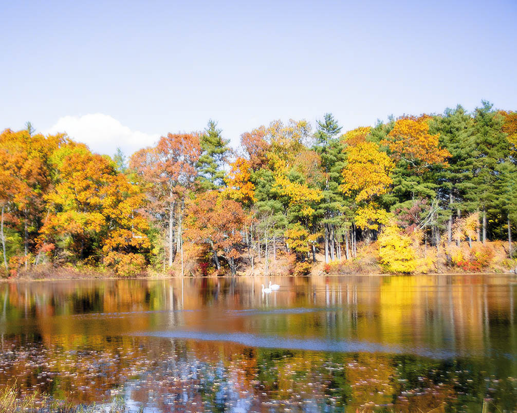 Colorful Foliage Pound Print