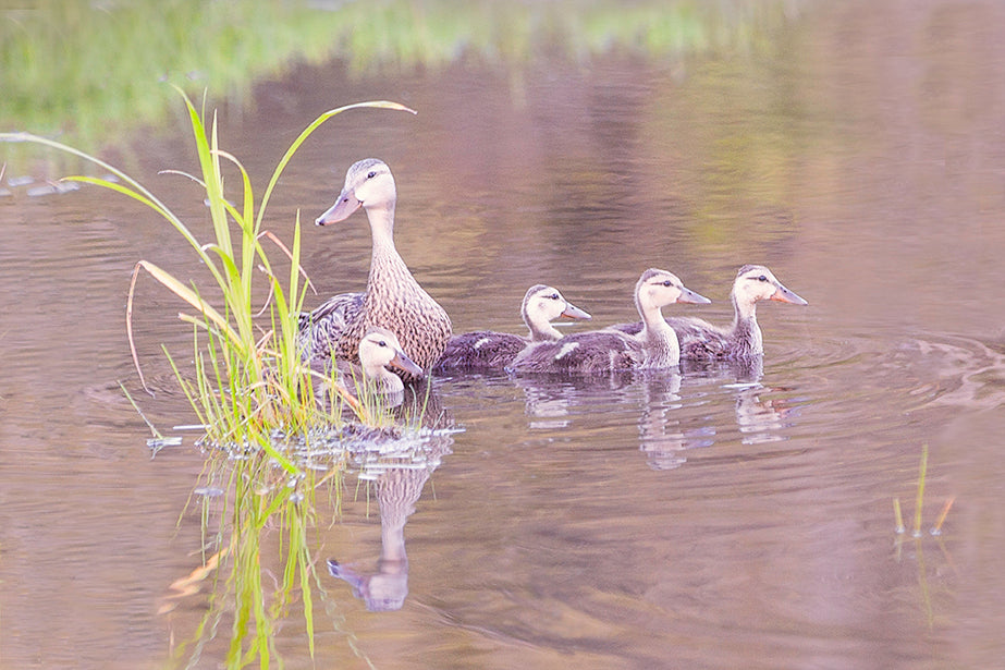 Duck Hen With Ducklings Print