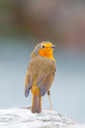 European Robin Print