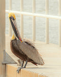Florida Pelican Print For Sale