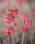 Florida Wild Red Flowers Print