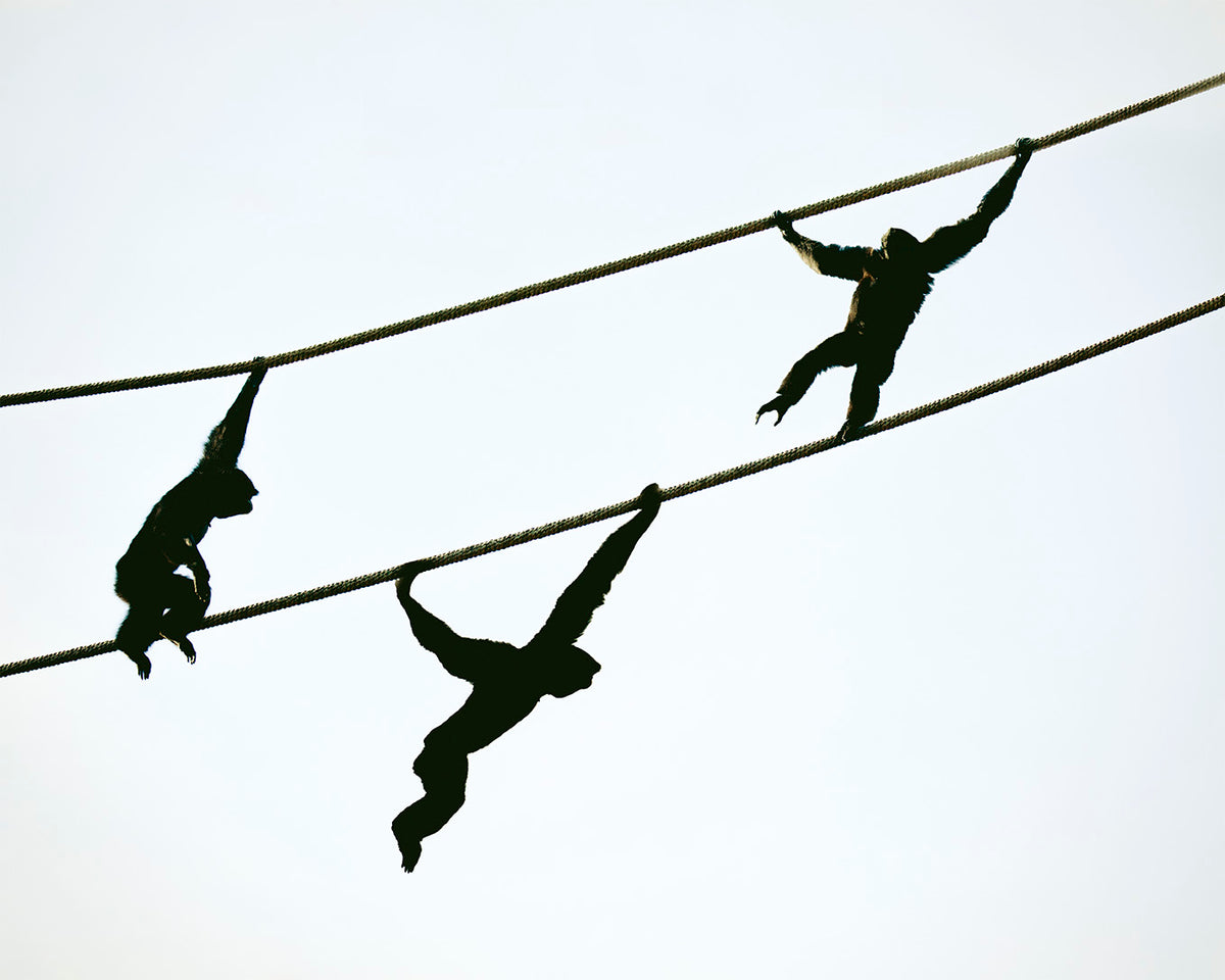 Monkey Playing Pint