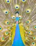 Peacock Print For Sale