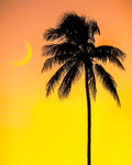 Print of A Palm Tree Sihlouet