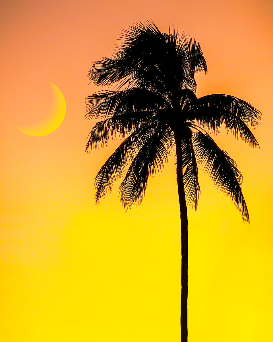 Print of A Palm Tree Sihlouet