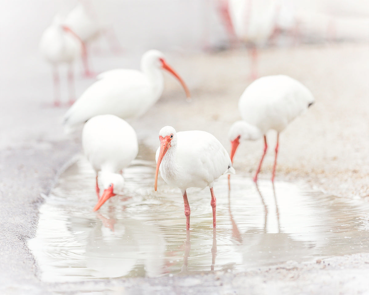 Wall Art With White Birds