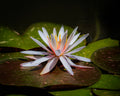 Waterlily Print for Sale